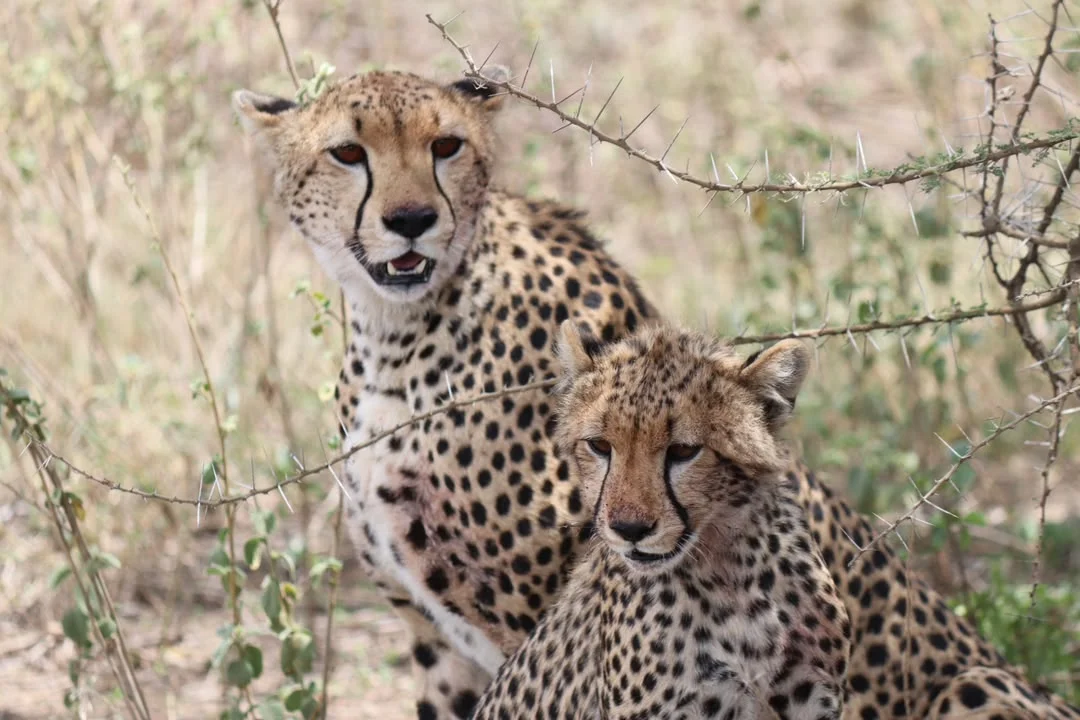 On safari with Asoupe Travel