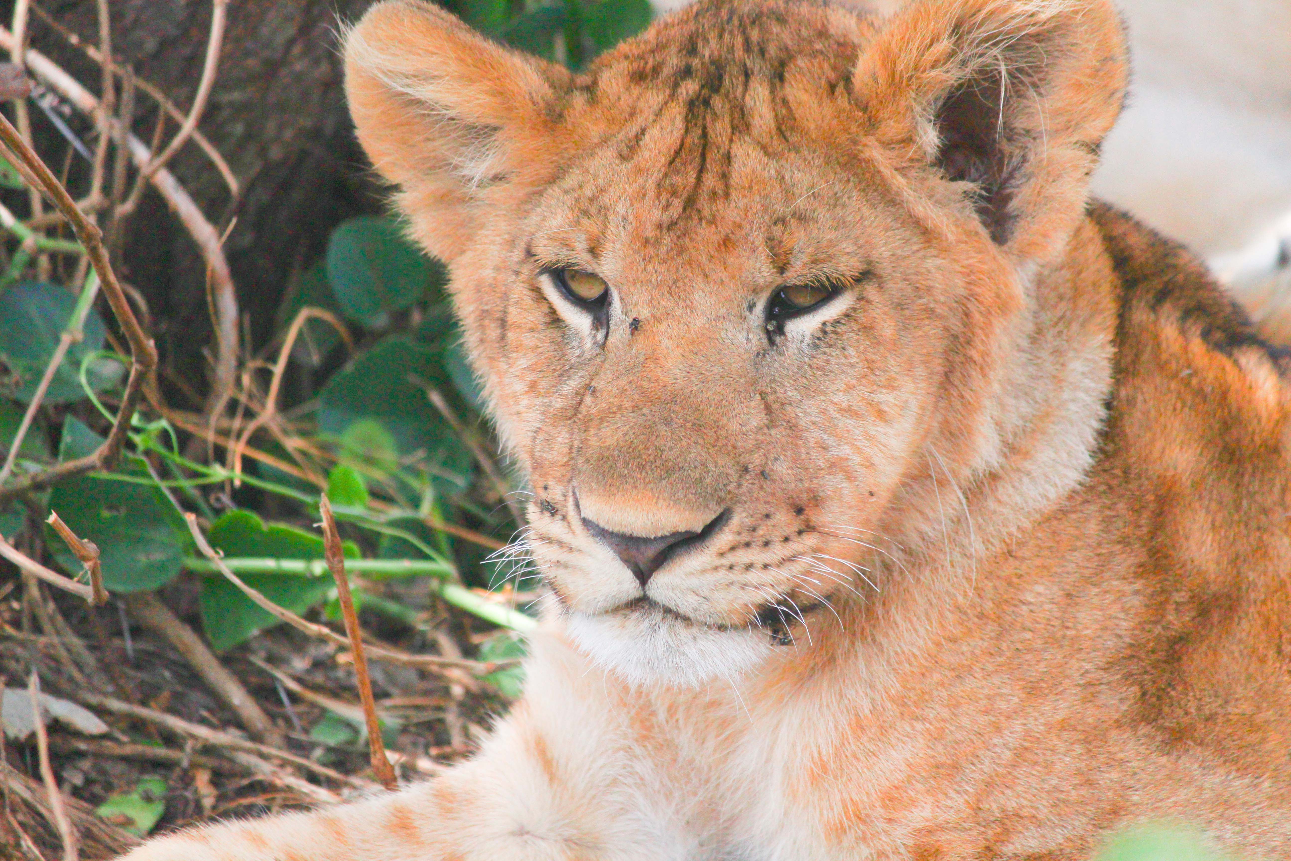 Best Time to Visit Serengeti National Park (2026 Guide)