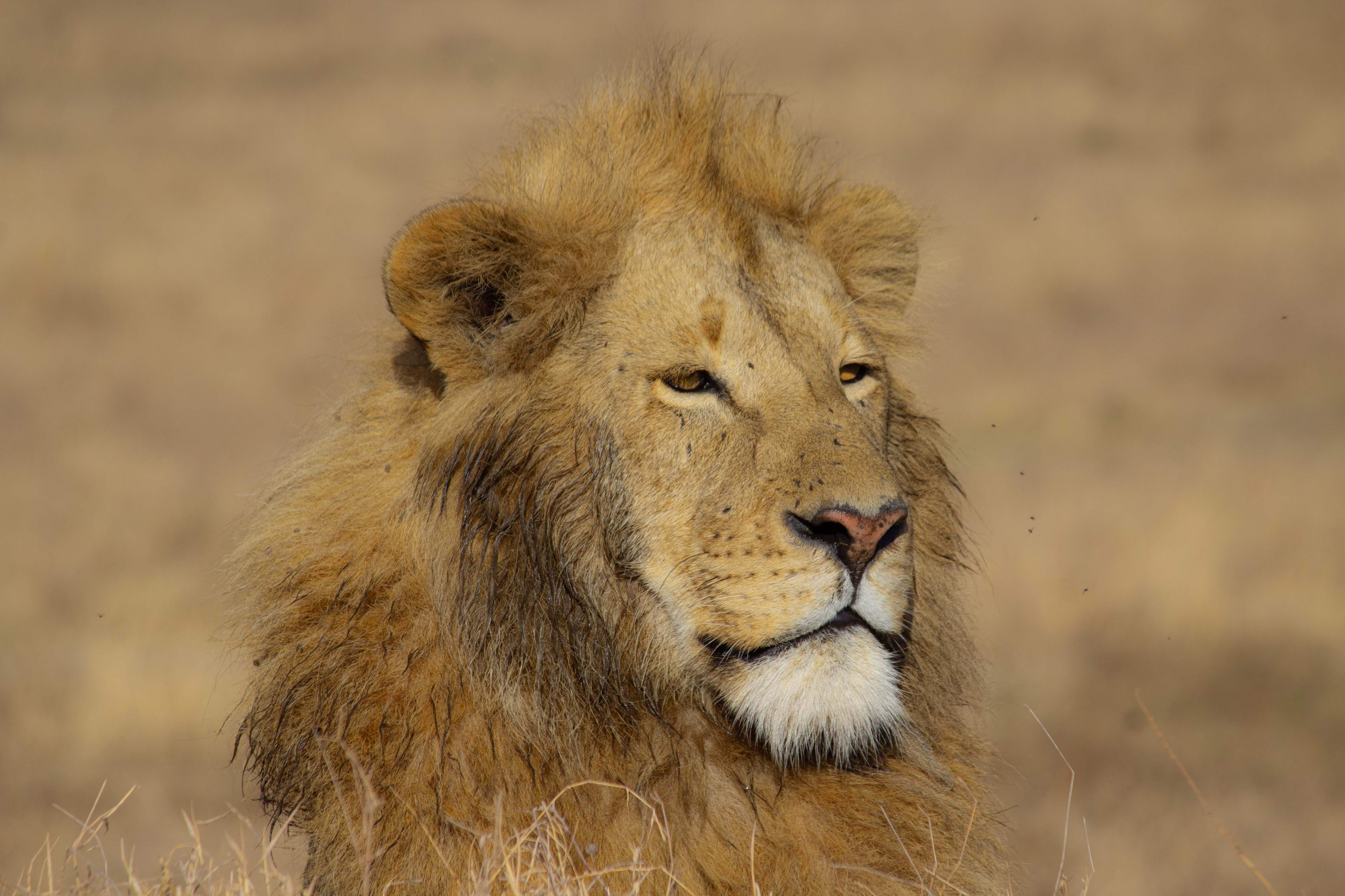 Serengeti vs Ngorongoro Crater: Which Should You Visit?