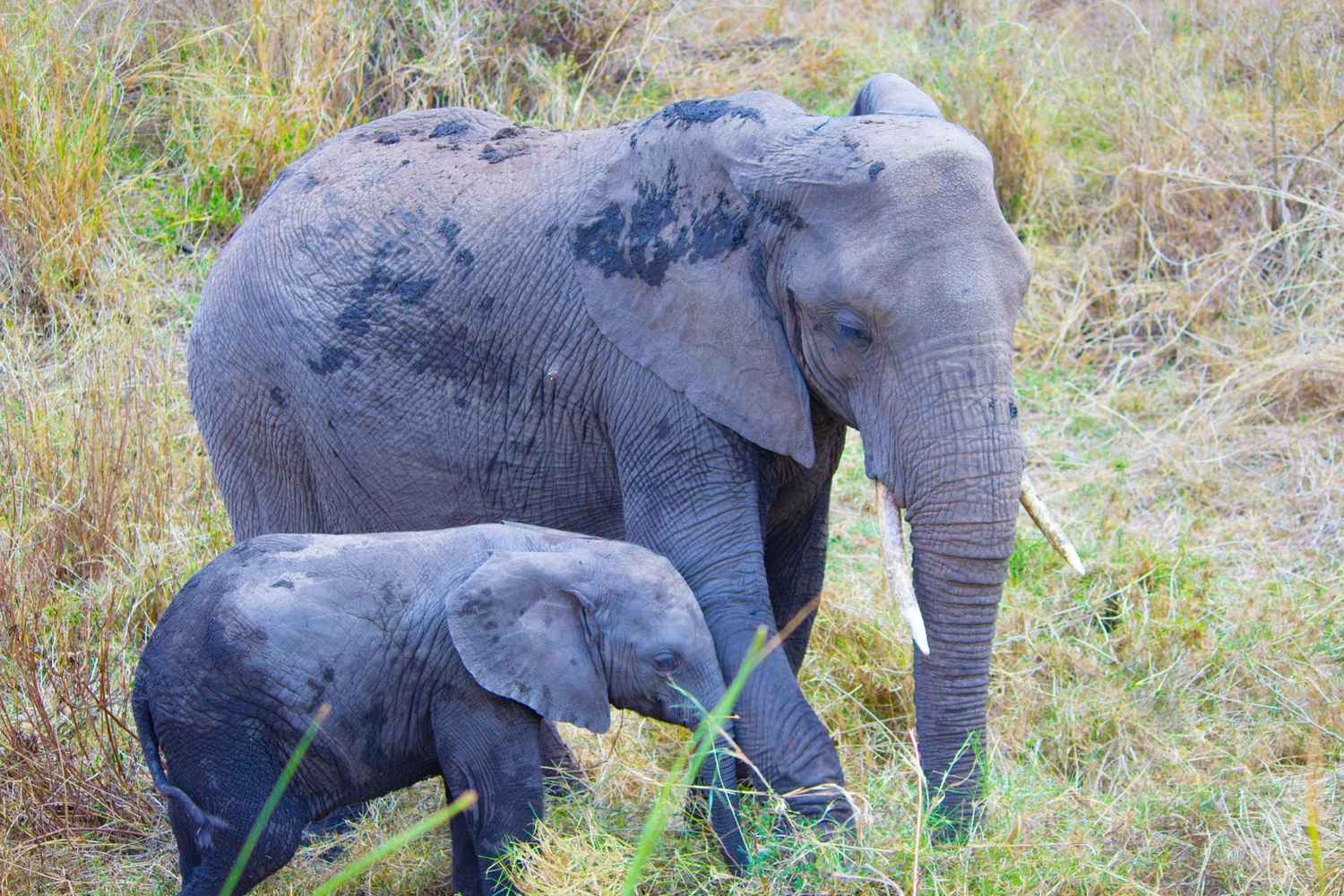 Commitment to Conservation - Asoupe Travel Tanzania