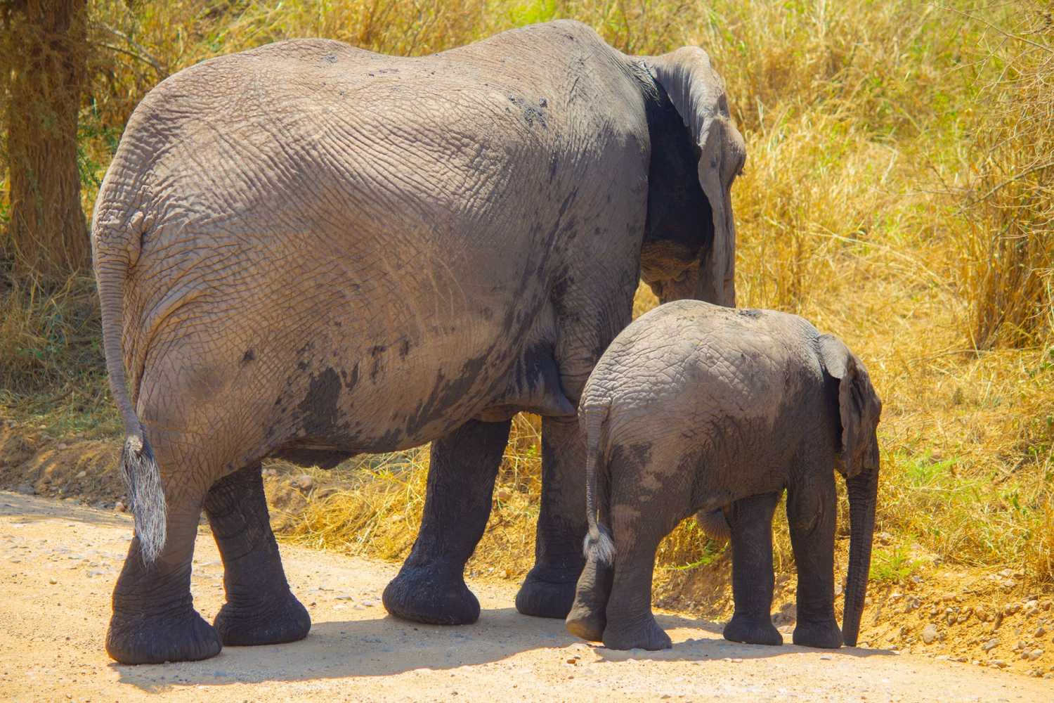 Tarangire vs Lake Manyara: Which Park Should You Choose?
